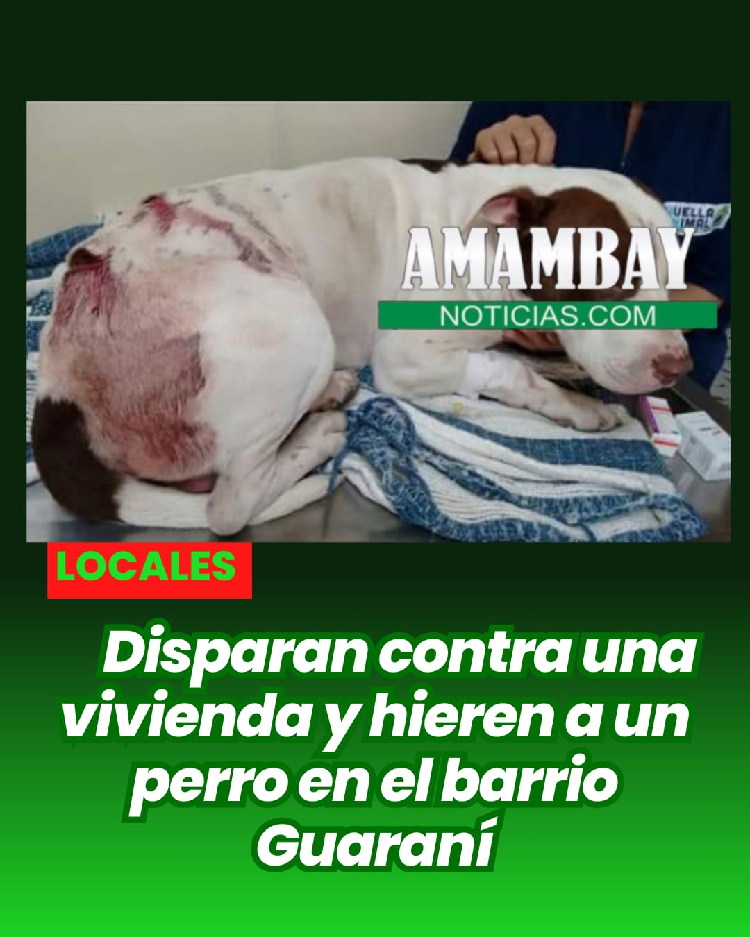 Disparan contra una vivienda y hieren a un perro en el barrio Guaraní 